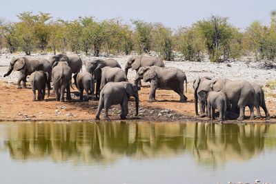 View of elephant drinking water in lake