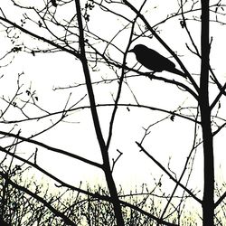 Low angle view of birds perching on branch