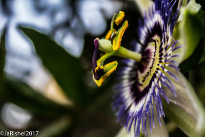 Close-up of bumblebee on purple flower