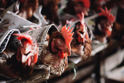 Close-up of chickens in market