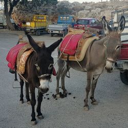 Portrait of horse cart on street