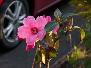 Close-up of pink flower blooming outdoors