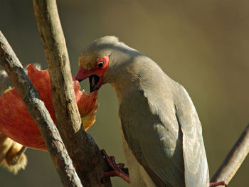 Close-up of bird perching on branch