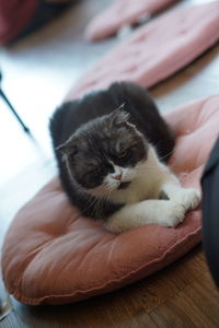 High angle view of cat relaxing at home