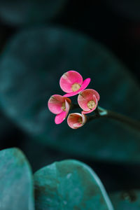 Close-up of pink water lily