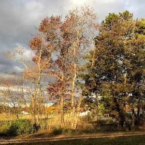 Close-up of tree against sky