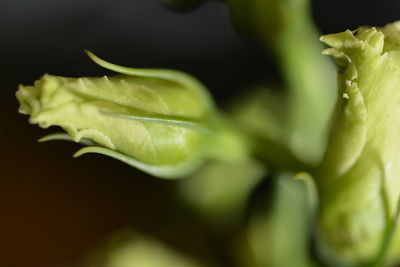 Close-up of green plant growing outdoors