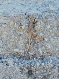 High angle view of starfish on beach