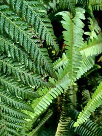 High angle view of fern leaves