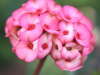 Close-up of pink flowering plant