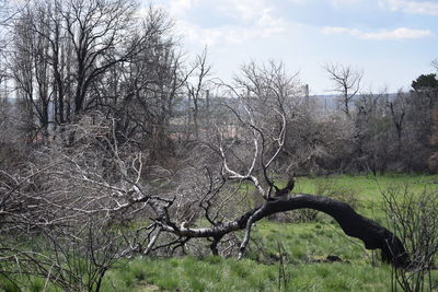 Bare tree on landscape against sky