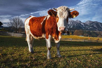 Cow standing in a field