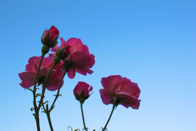 Low angle view of pink flowers against blue sky