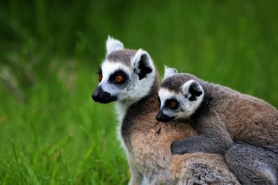 Lemurs on grass