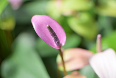 Close-up of pink flowering plant