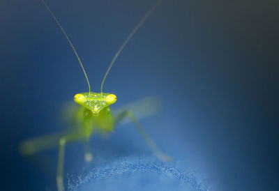 Close-up of praying mantis against blue background
