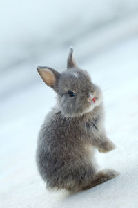 Close-up of a rabbit on snow