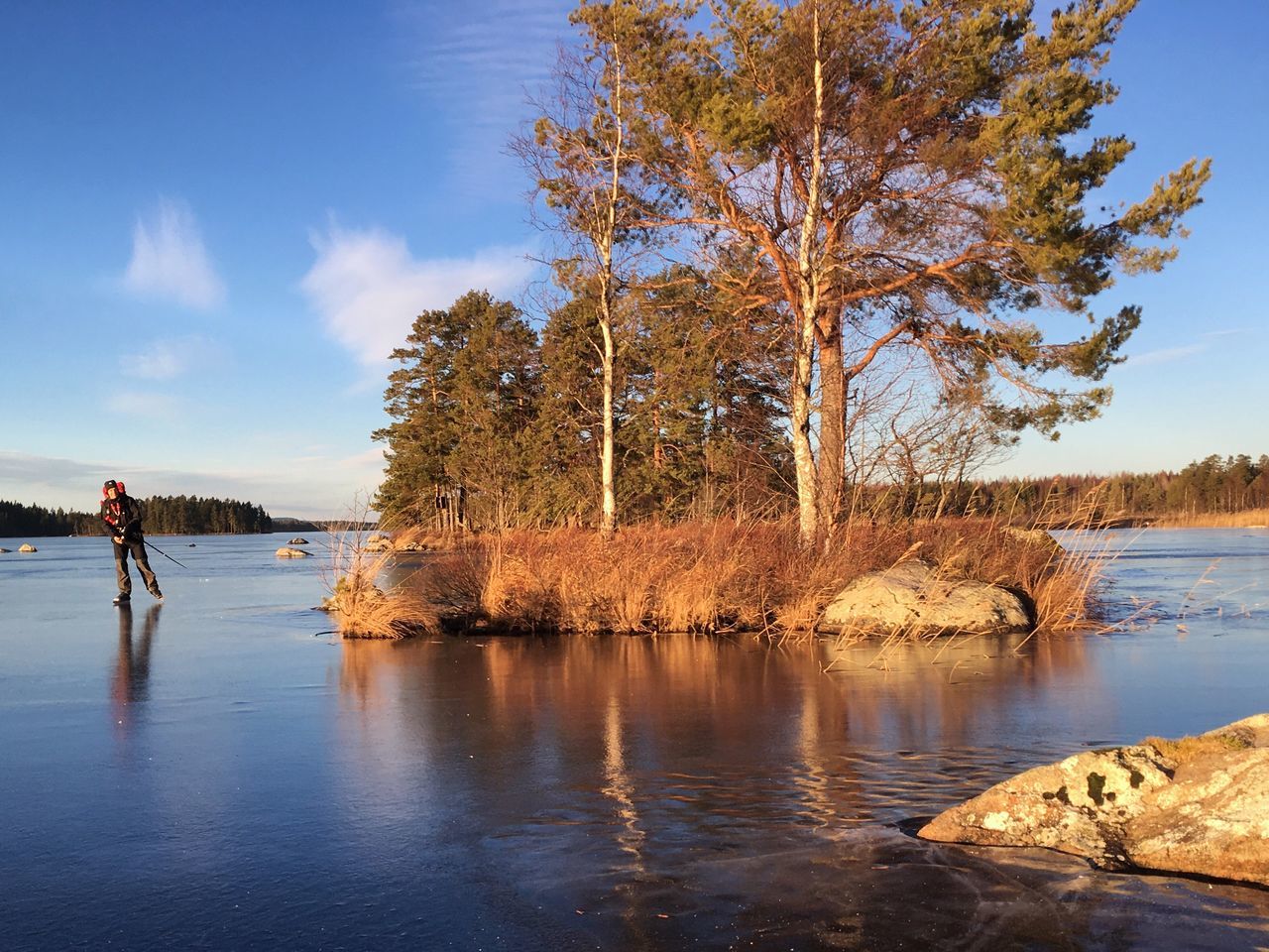 tree, water, reflection, nature, lake, beauty in nature, scenics, outdoors, sky, growth, tranquility, tranquil scene, day, branch, no people