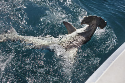 High angle view of hammerhead shark hooked in sea