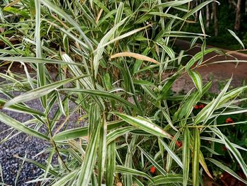 High angle view of plants growing on field