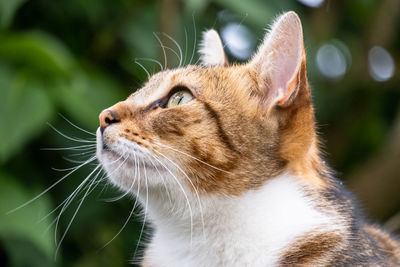 Close-up of a cat looking away