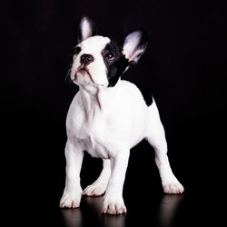 Close-up of dog sitting against black background