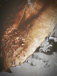 Close-up of dry leaves in water