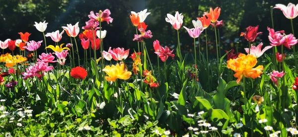 Close-up of flowering plants growing on field