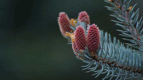 Close-up of succulent plant