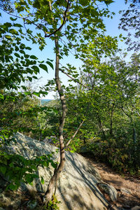 Trees in forest against sky