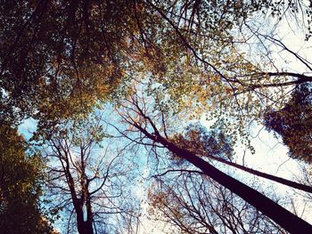 Low angle view of tree trunk