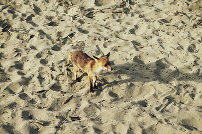 High angle view of a horse on sand