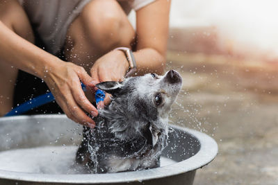 Woman dog owner taking shower a chihuahua dog in bucket at home