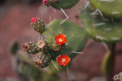 Close-up of flower on cactus