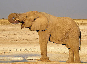View of elephant drinking water on sand