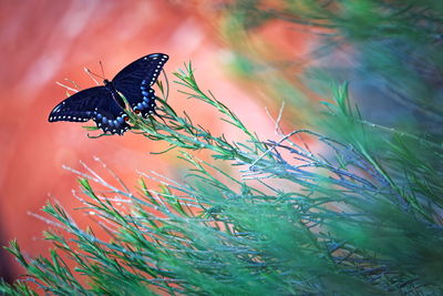 Close-up of butterfly on plant