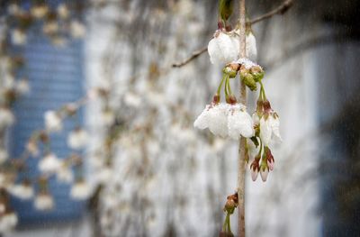 Close-up of cherry blossom during winter