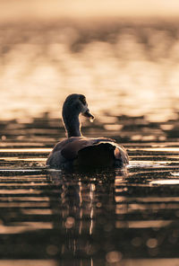 Duck swimming in a lake