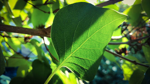 Close-up of fresh green leaves