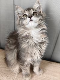 pet
