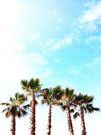 Low angle view of palm trees