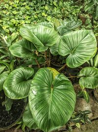 Close-up of leaves