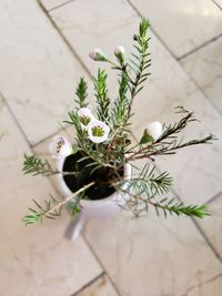 High angle view of potted plant