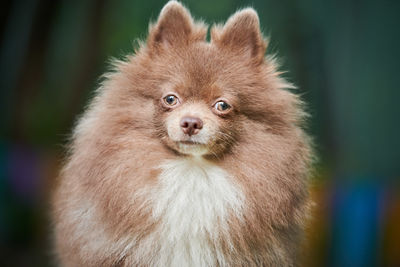 Close-up of a dog looking away