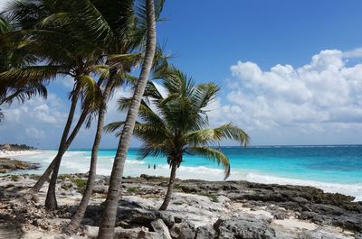 Palm trees on beach against sky