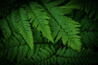 Full frame shot of fern leaves