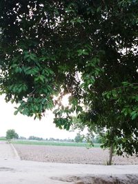 Scenic view of trees against sky
