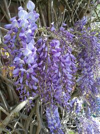 Close-up of purple flowers on tree