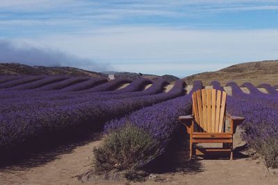 Empty wooden chair amidst lavender beds on field against sky