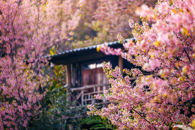 Pink flowering plant against cherry tree